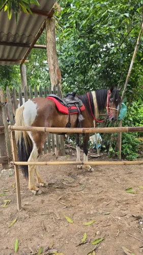 Cavalo pampa de castanho castrado.