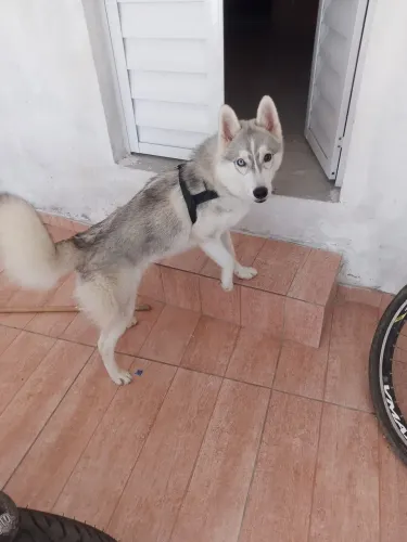 Husky siberiano conhecido como lobó siberiano está a venda motivo viaje não posso leva ele