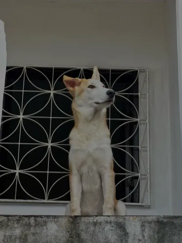 Husky + Pastor Alemão- 5 Meses 
