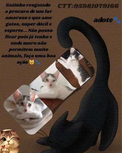 Gatinho esperto