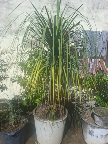Pata de Elefante em jarro grande