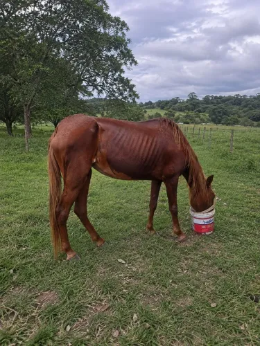 Égua sem serviço 