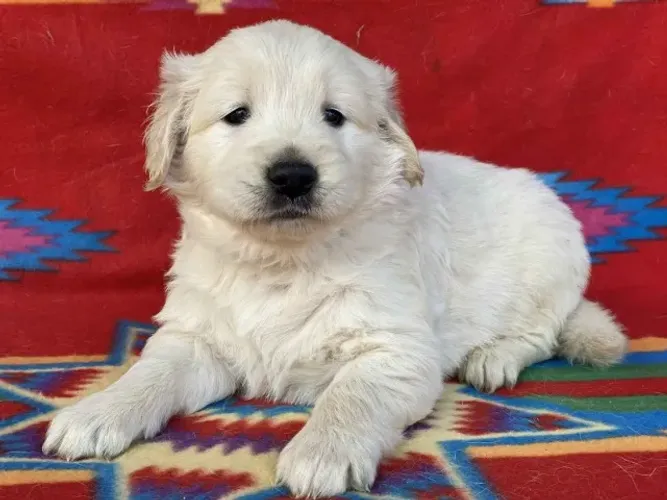 Filhotes de Labrador | Amorzinho peludo disponível!