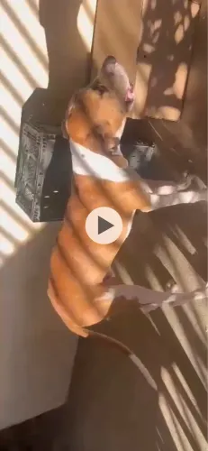 Cachorro Doação (Dog alemão)