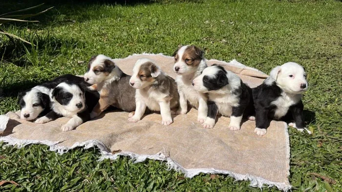 7 Lindos Filhotes de Border Collie - Cores Exóticas e Tradicionais (entregas em SC e PR)
