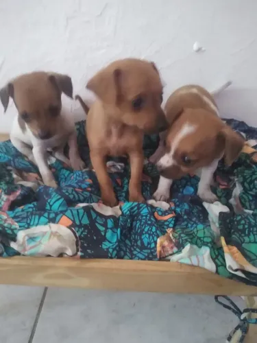 Filhote de pinscher machos  lindo um dourado outro malhado 