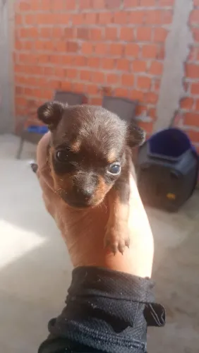 P pinscher zero zero WhatsApp *