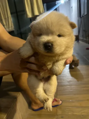 Filhote de chow chow