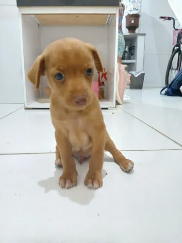 Vendo pinscher número 1