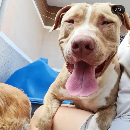 ADOÇÃO RESPONSAVEL: CAO RAÇA PITBULL, 5 ANOS