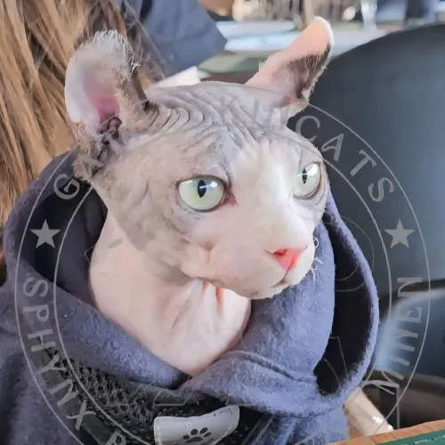 OPORTUNIDADE - Padreador Gato Sphynx Elf - HCM negativo 