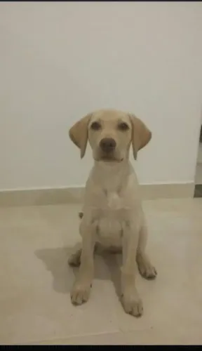 Cachorro labrador 