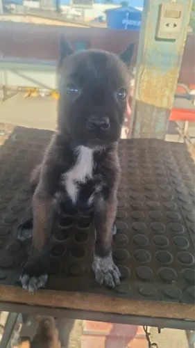 Pastor belga Malinois