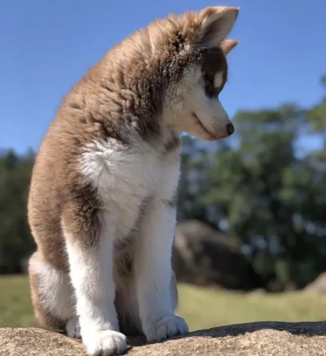 Filhote Husky Siberiano, O amiguinho mais fiel e amoroso espera por você!