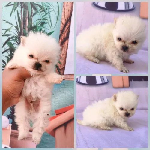 Lulu da Pomerânia