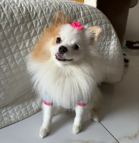Spitz Alemão fêmea com pedigree CBKC - R$ 2.600