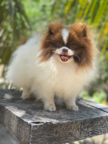 Padreador spitz