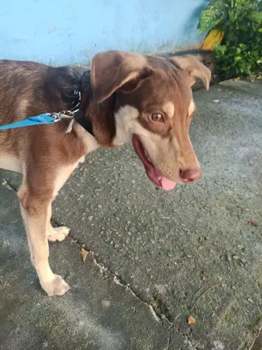 Doação de cachorro 