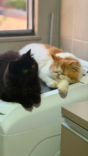 Gato persa 