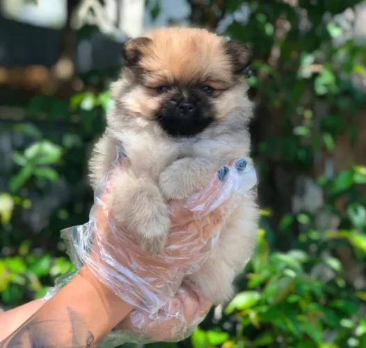 Lulu da Pomerania Anao, 45 dias, vacinado
