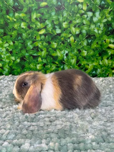 Mini Coelho Lop
