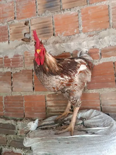 Vendo galo gsb
