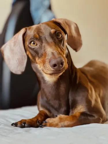Dachshund salsicha macho procurando namorada.