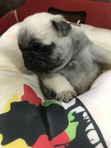 Filhotes mini pug