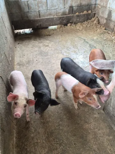 Vendo leitão