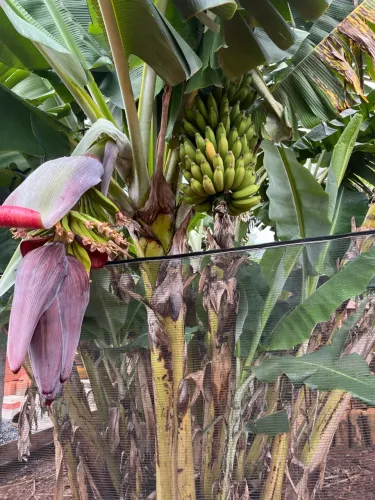 Banana no pé cacho 