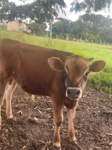 Bezerro macho 