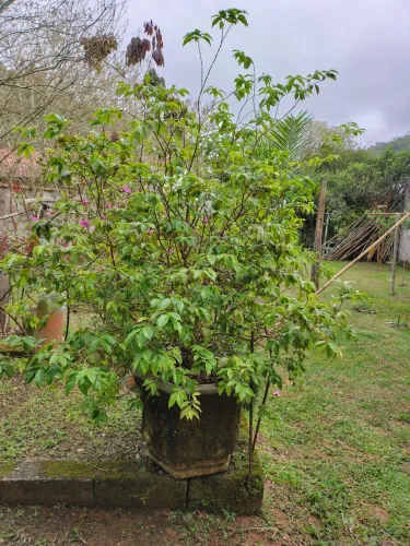 Jaboticabeira