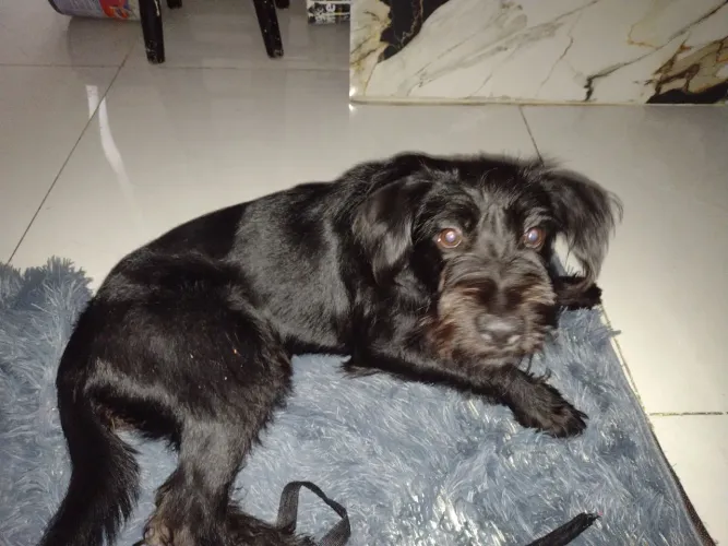 Doando cadelinha ela ama 