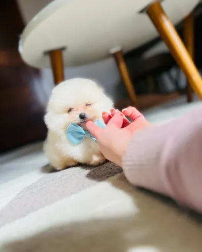 LULU DA POMERÂNIA MINIATURA 