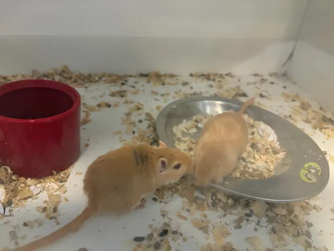 Doação casal gerbil