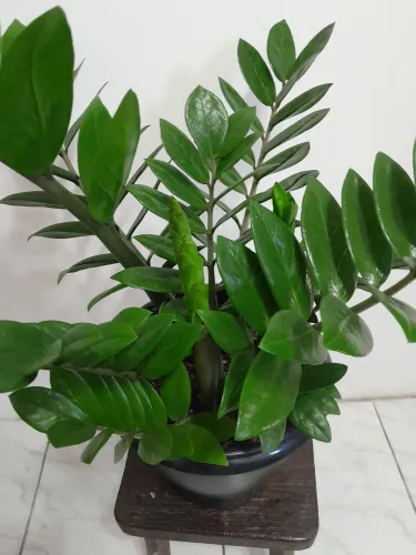 Zamiolcuca planta sem adubo química toda verde linda.