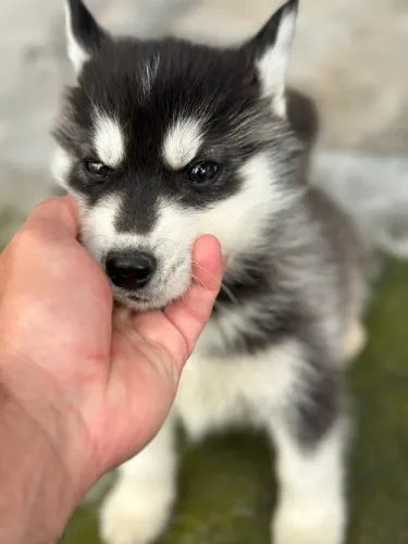 Vendo filhotes de Husky Siberiano