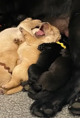 Filhotes de Labrador | Amor em estado puro!