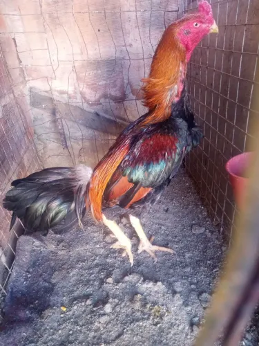Galos ufc