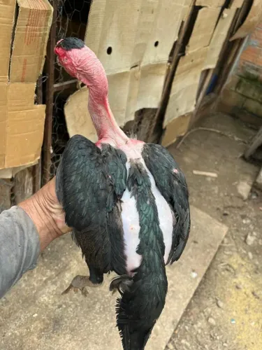 Galinha Índia polaca mandagascar...