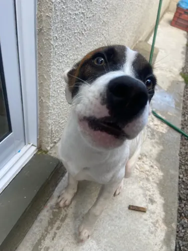 Doação de cachorro 