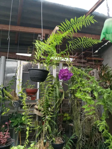Samambaia rabo de faisão cuia 