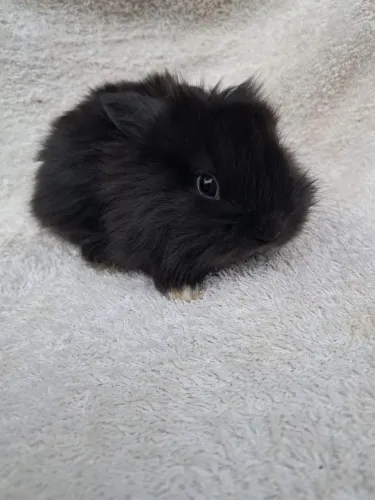 Coelho mini Leonhead