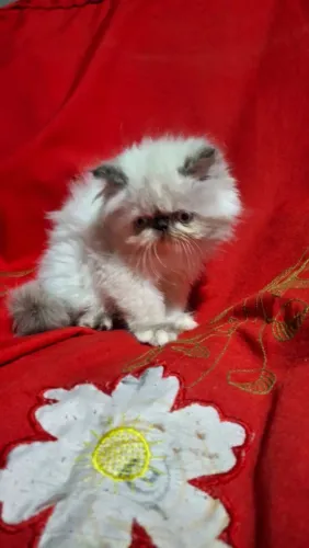 Gato