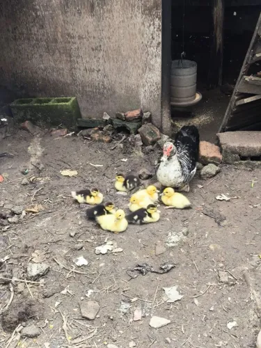 Vendo patinhos