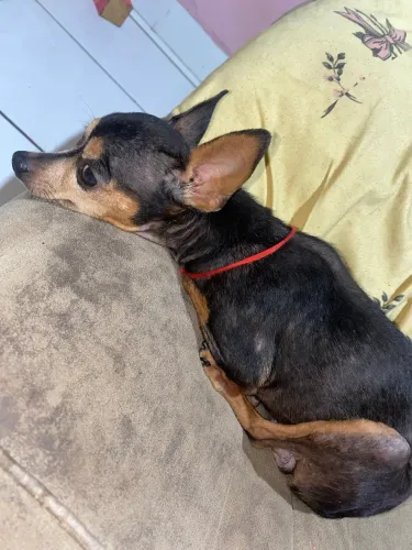 Estou a procura de um namorado para minha pincher 