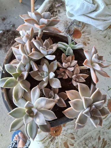 Suculenta paraguaense