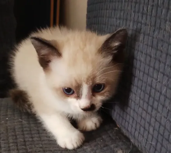 DOAÇÃO DE GATOS SIAMÊS 