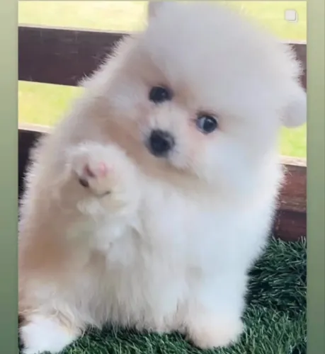 Achou seu filhote!! Spitz Alemão.