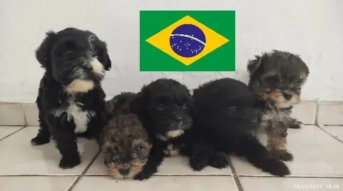 Uma copa de Ofertas doguinhos com entrega gratis só hj apartir de 199